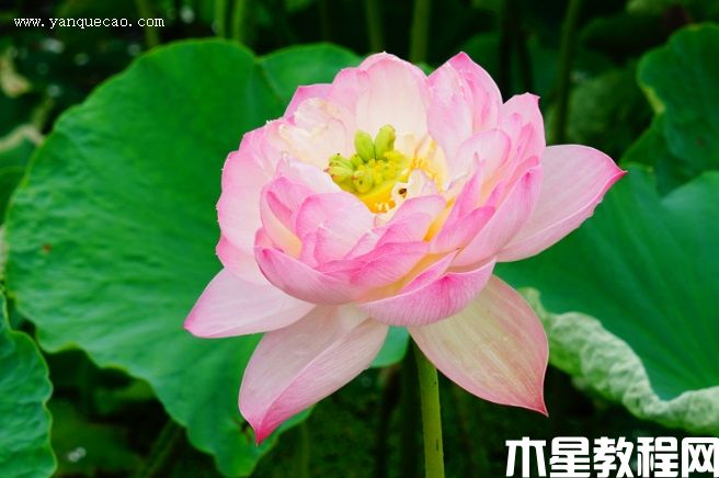 云雅 云雅