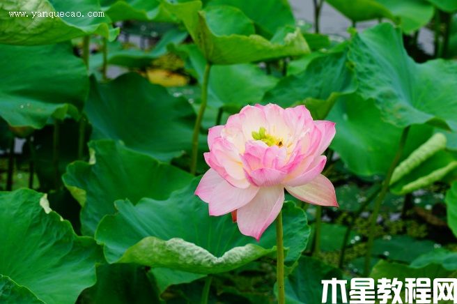 云雅 云雅