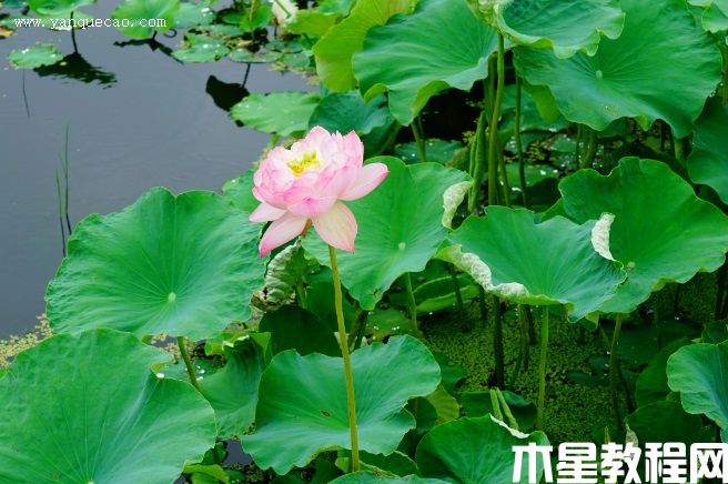 云雅(圖3) 云雅