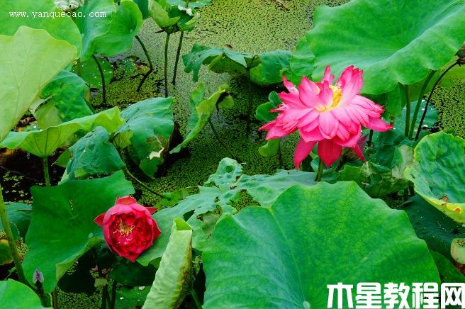 玫瑰紅(圖3) 玫瑰紅