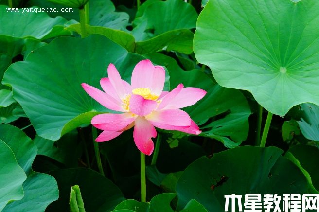 遼寧鐵寧(圖3) 遼寧鐵寧