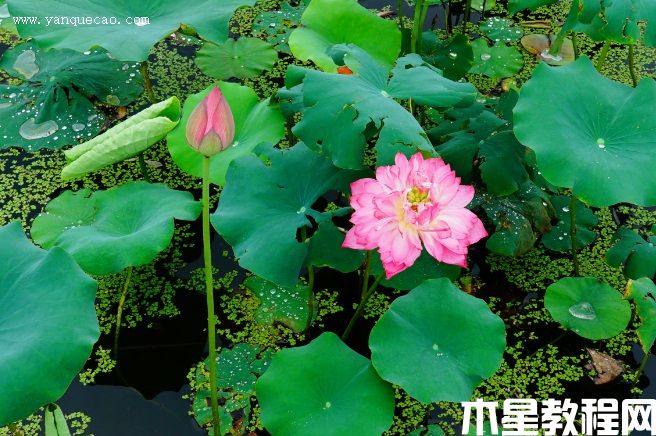 披針紅 披針紅