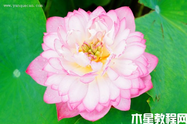 佛座蓮 佛座蓮