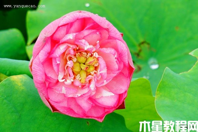 佛座蓮 佛座蓮