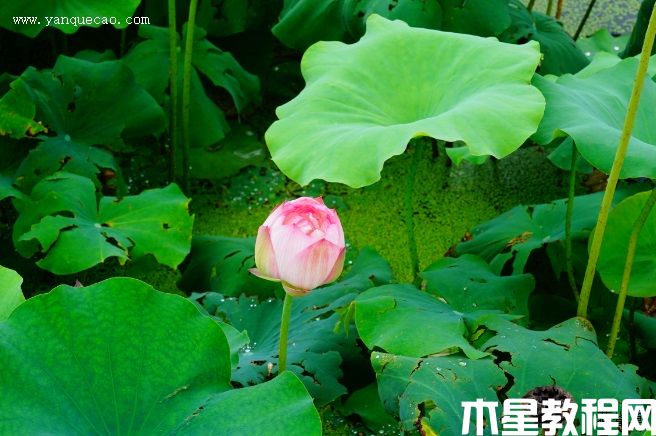 佛座蓮(圖3) 佛座蓮