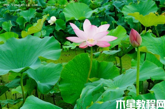 佛見笑(圖3) 佛見笑