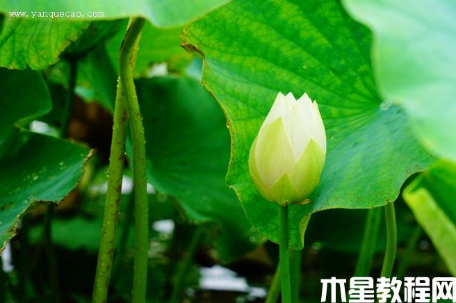 一丈青(圖3) 一丈青