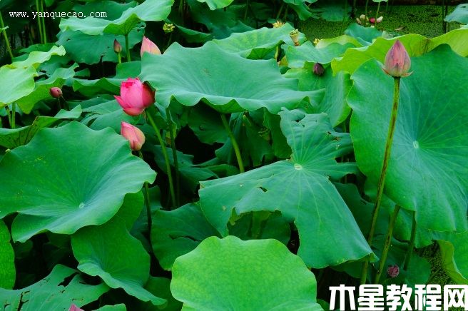 東湖夕照(圖3) 東湖夕照