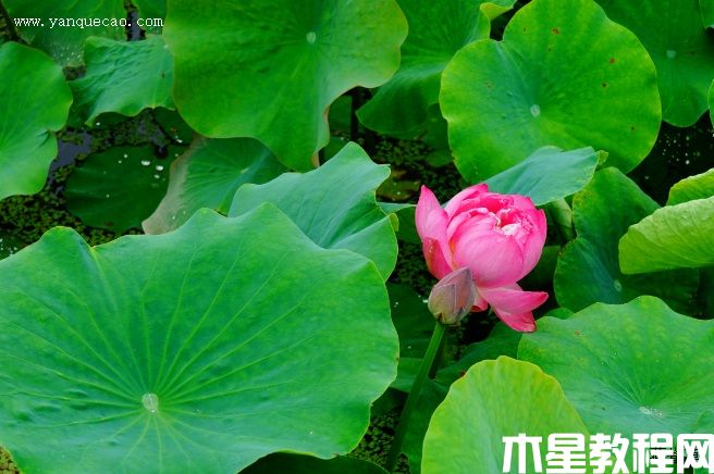 東湖夕照 東湖夕照