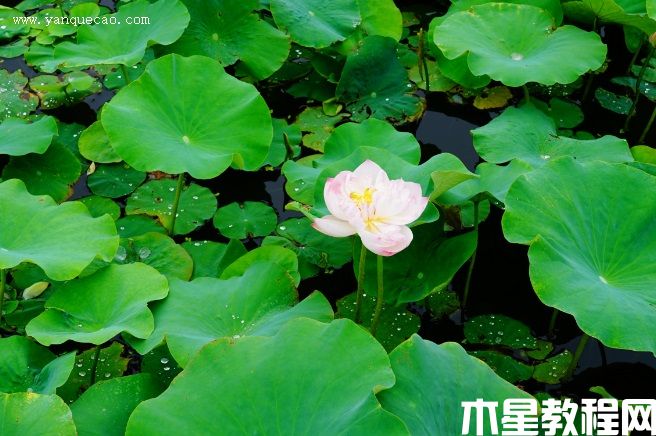 憐愛(圖3) 憐愛
