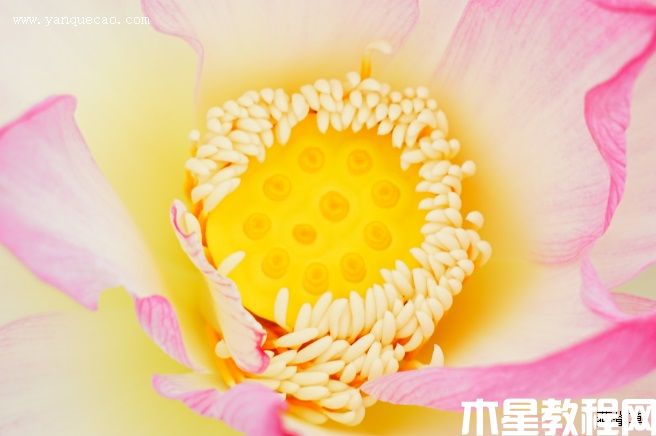 新紅 新紅