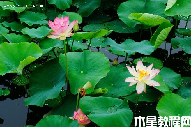 新紅(圖3) 新紅