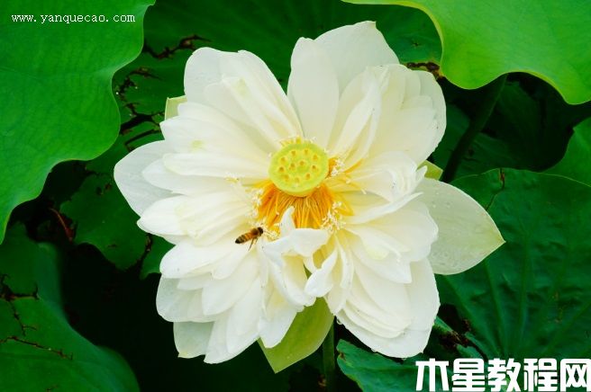 梨花白 梨花白