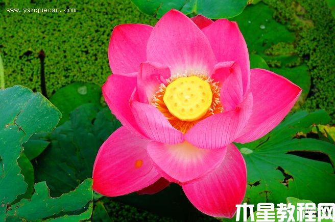 紫重陽 紫重陽