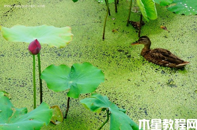 紫重陽 紫重陽