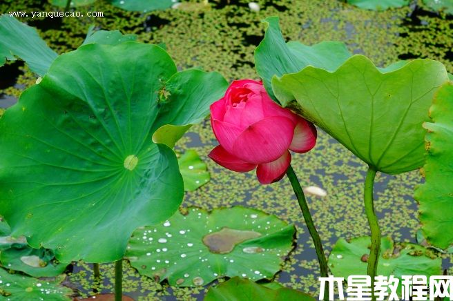 紫重陽(圖3) 紫重陽