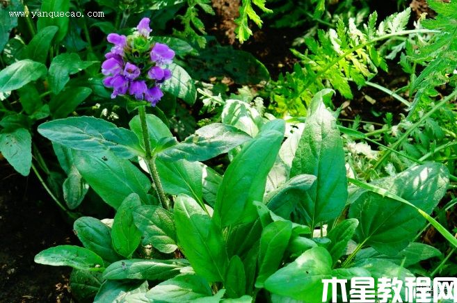 大花夏枯草(圖3) 大花夏枯草