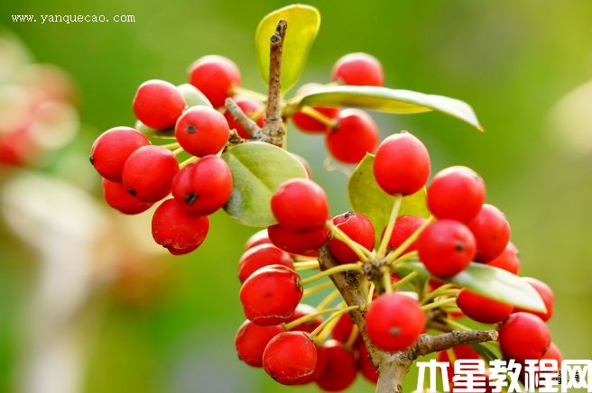 無(wú)刺枸骨