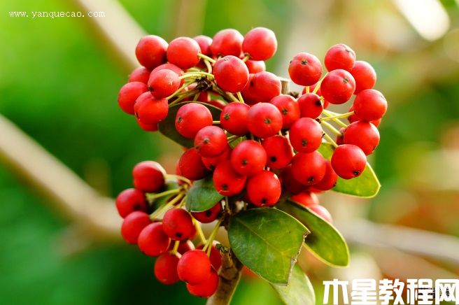 無(wú)刺枸骨