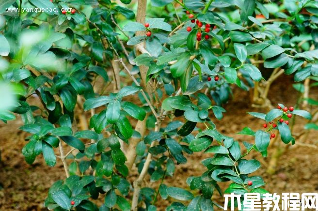 無(wú)刺枸骨