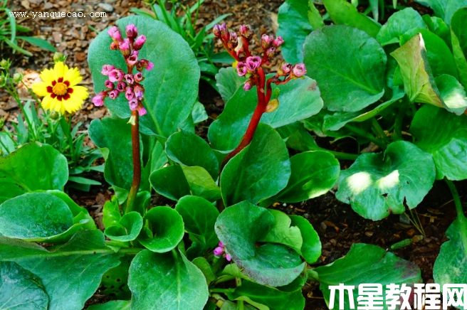 巖白菜