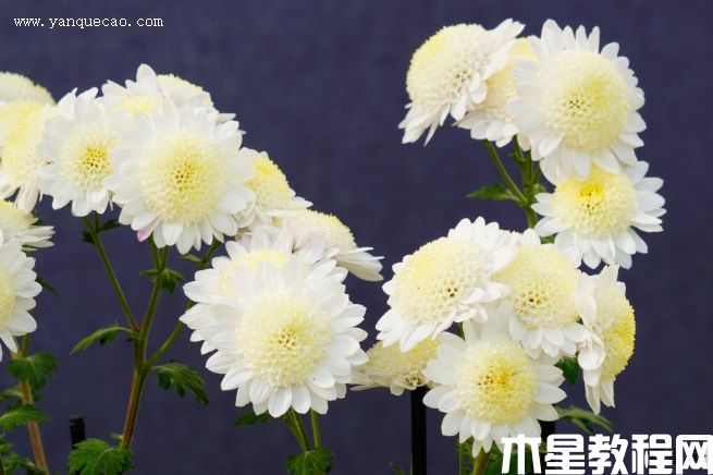丁子菊 丁子菊
