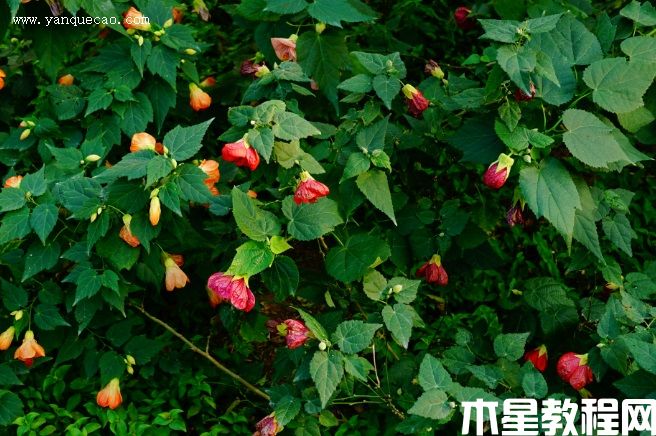玫紅金鈴花
