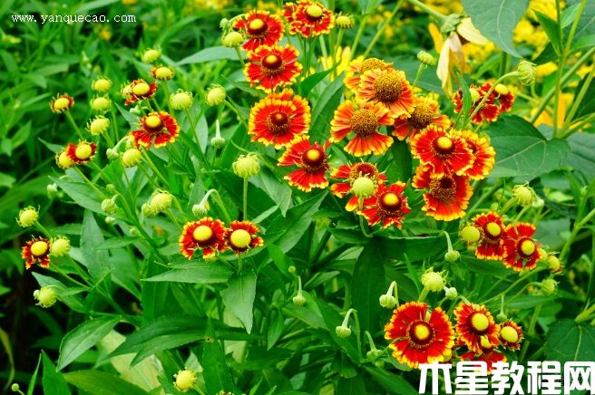 海倫娜混色堆心菊 海倫娜混色堆心菊
