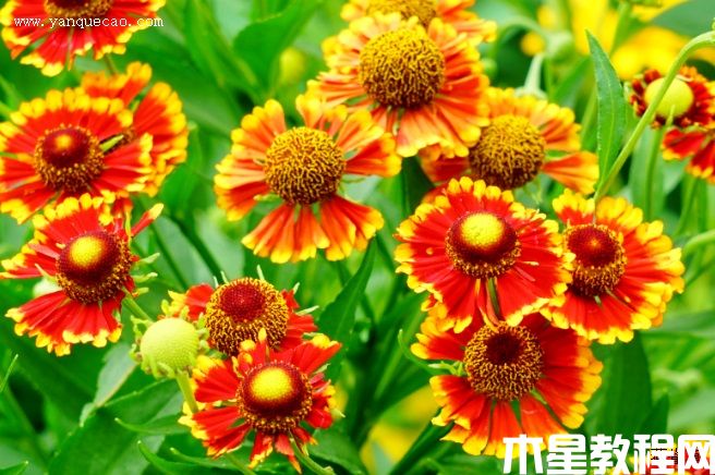 海倫娜混色堆心菊 海倫娜混色堆心菊
