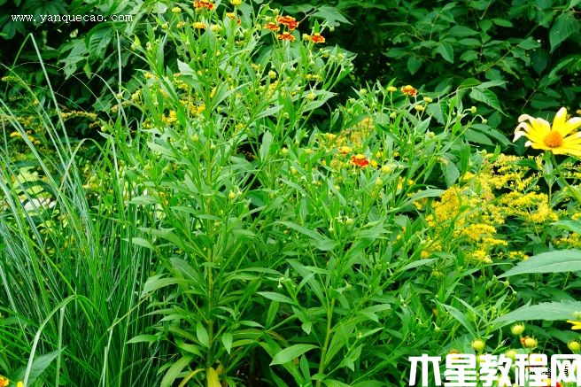 海倫娜混色堆心菊(圖3) 海倫娜混色堆心菊