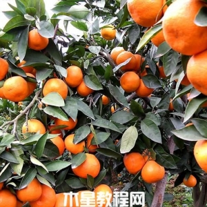 如何挑選柑桔？怎樣挑選到好吃的柑橘